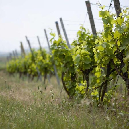 Weingut Schilling Hotel Seinsheim Eksteriør billede